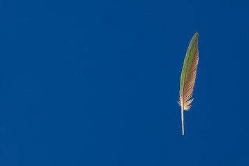 Isolated Green parrot feather against blue background with copy space. Feather looks like suspended in the air