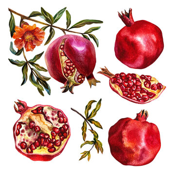Garnet. Set of pomegranate fruits on a branch, cut pomegranate, pomegranate flowers. Watercolor illustration.
