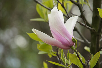 Close-up of a bud of tender pink magnolia