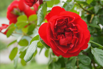 Fototapeta premium Bright red rose close-up against a background of contrasting green foliage