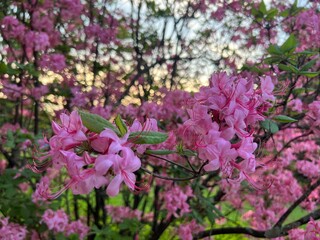 Obraz premium pink flowers in the garden