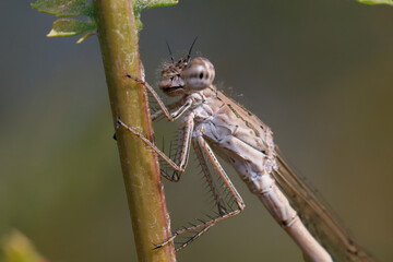 Dragonfly (Coenagrionidae) sits on a dry grass stalk. Transparent wings with a strict pattern are folded along the body. 