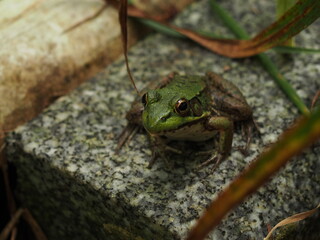 Frog on Granite