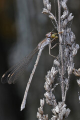 Dragonfly (Coenagrionidae) sits on a dry grass stalk. Transparent wings with a strict pattern are folded along the body. 