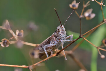 The grasshopper is sitting on the green grass, always ready to jump.
