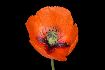 red poppy flower isolated on black background