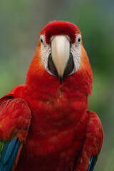 Fototapeta na wymiar Scarlet Macaw Ara macao Guacamaya bandera