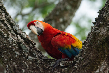 Scarlet Macaw
Ara macao
Guacamaya bandera