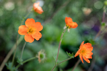Nelkenwurz (Geum heldreichii sigiswang)
