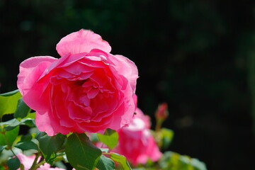 Beautiful rose flowers in the garden