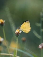 Pollen By Butterfly