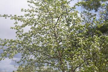 Blooming forest apple tree with white flowers in the park in spring