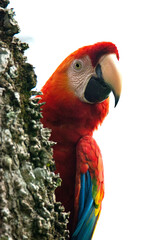 Scarlet Macaw
Ara macao
Guacamaya bandera