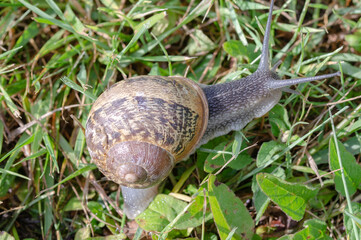 A snail with a house in the grass