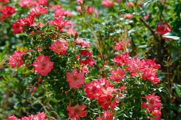 Beautiful rose flowers in the garden