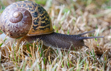 A snail with a house in the grass