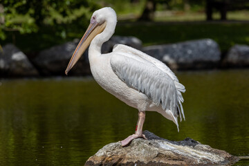 pelican on a rock