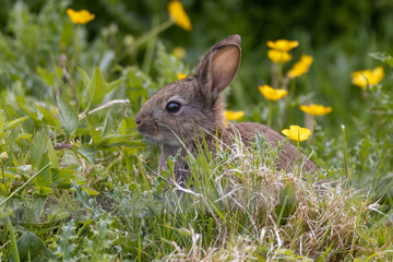 rabbit in the grass