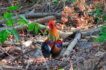bird of paradise