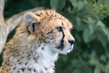 Beautiful Cheetah photos from a wildlife conservation park