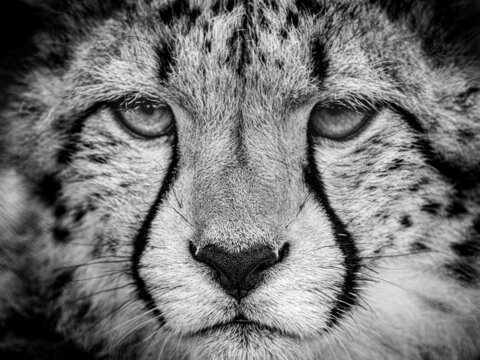 Beautiful Cheetah photos from a wildlife conservation park