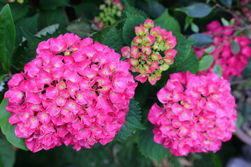 ortensia rosa, pink hydrangea