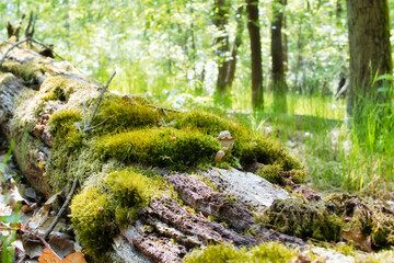 Baumstamm - Moos - Old fallen tree covered with moss
