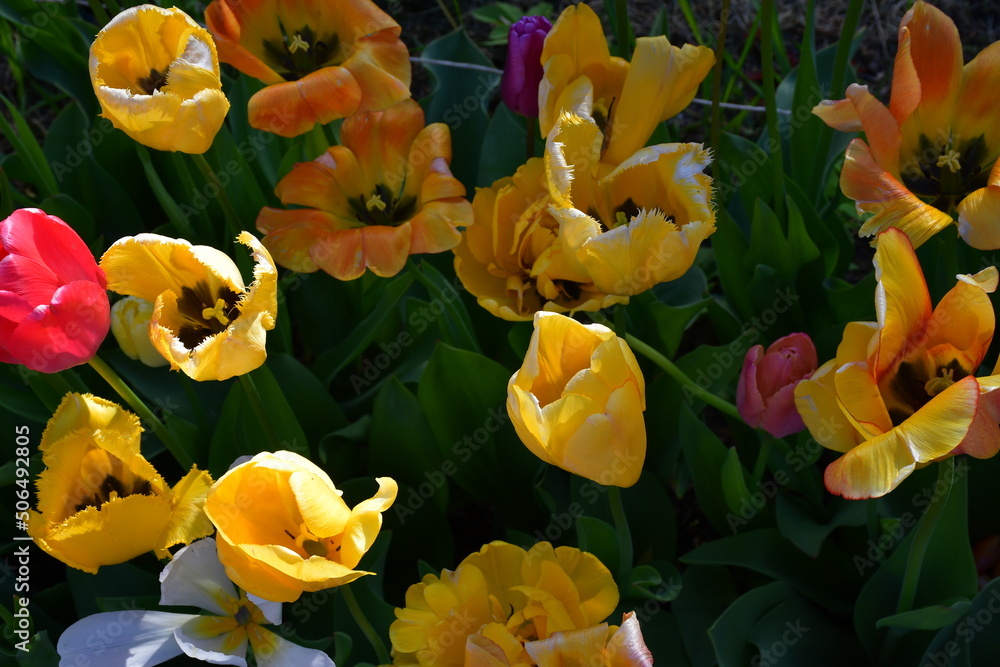 Wall mural top view of a flower bed with wilting open tulip flowers. completion of flowering. natural texture a