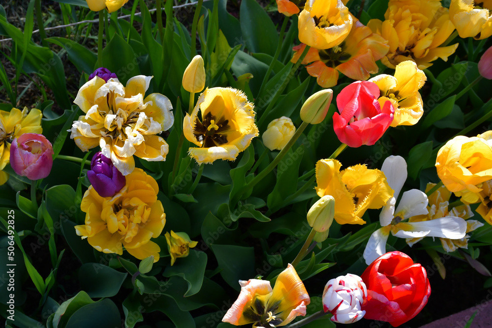 Wall mural top view of a flower bed with wilting open tulip flowers. completion of flowering. natural texture a
