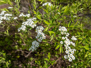 Flowers in an urban environment: alissum