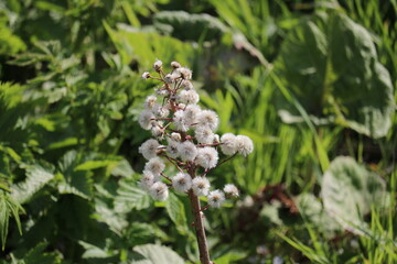 Przekwitnięty lepiężnik wyłysiały
Petasites kablikianu w Bieszczadach, maj 2020 rok