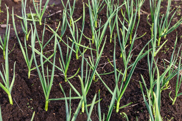 garlic in the garden. Growing garlic in plant. Vegetable beds with garlic