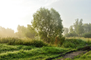 Fototapeta premium Rural road at the field at the early morning
