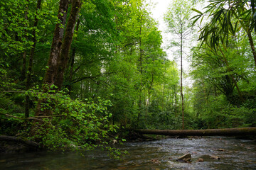 forest with trees and river