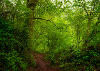 Green forest with dirt road, moss and ferns