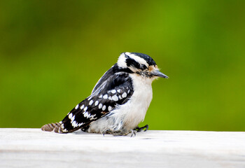 A Sick Female Downy Woodpecker (Picoides pubescens) on a Deck Railing