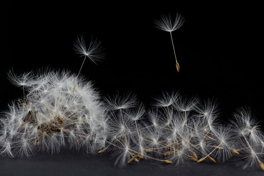 bunch of dandelion seeds on a black background, wallpaper with dandelions
