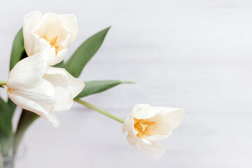 Bouquet of white tulips on a wooden white background, space for text.