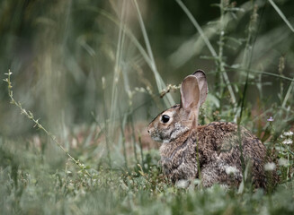 rabbit in the grass