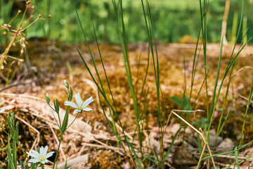 Spring white flowers on the background of the forest, close-up, selective focus on the buds. Nature background idea with copy space