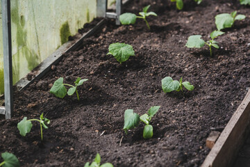 Sprout close-up. Soil with a young plant. Planting cucumber seedlings in the ground. The concept of nature conservation and agriculture.