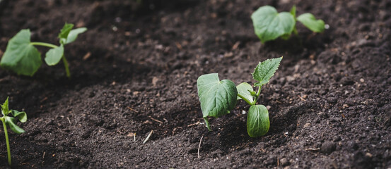 Sprout close-up. Soil with a young plant. Planting cucumber seedlings in the ground. The concept of nature conservation and agriculture.