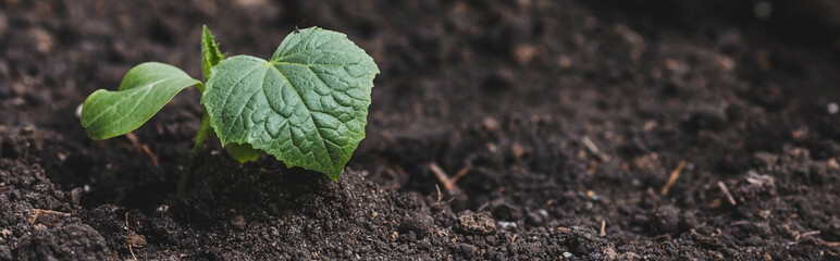 Sprout close-up. Soil with a young plant. Planting cucumber seedlings in the ground. The concept of nature conservation and agriculture.