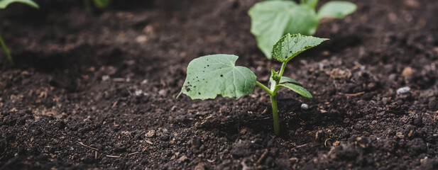 Sprout close-up. Soil with a young plant. Planting cucumber seedlings in the ground. The concept of nature conservation and agriculture.