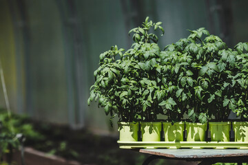 Sprouts close-up. Pots with a young plant. Planting tomato seedlings in the ground. The concept of nature conservation and agriculture.