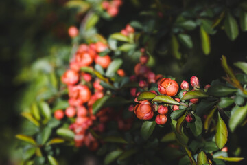 Close-up of orange buds and flowers of Japanese quince. Orange Japanese quince blooms in spring. Large buds of orange Japanese quince on the branches. Copy the place for the text.
