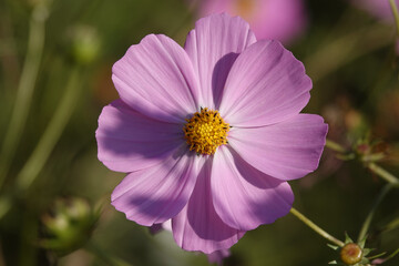 Fototapeta premium Cosmea double-pinnate - plant flower