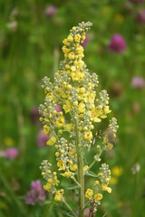Fototapeta premium Mullein ordinary - plant flower