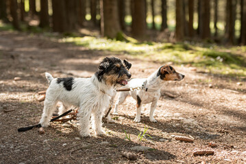Cute small obedient Jack Russell Terrier dogs in the forest on a path