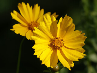 Coreopsis lanceolate - plant flower